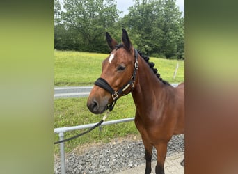 Caballo de deporte alemán, Caballo castrado, 5 años, 169 cm, Castaño