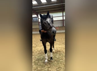 Caballo de deporte alemán, Caballo castrado, 5 años, 169 cm, Tordo