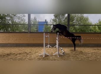Caballo de deporte alemán, Caballo castrado, 5 años, 169 cm, Tordo