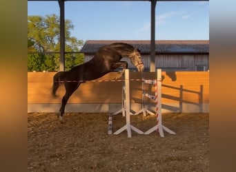 Caballo de deporte alemán, Caballo castrado, 5 años, 169 cm, Tordo