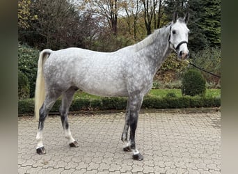 Caballo de deporte alemán, Caballo castrado, 5 años, 169 cm, Tordo rodado
