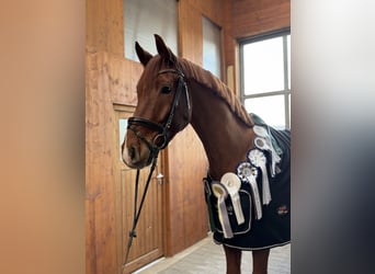 Caballo de deporte alemán, Caballo castrado, 5 años, 170 cm, Alazán