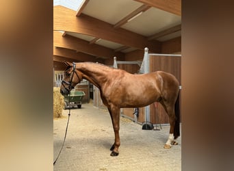 Caballo de deporte alemán, Caballo castrado, 5 años, 170 cm, Alazán