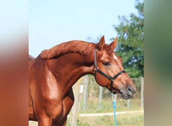 Caballo de deporte alemán, Caballo castrado, 5 años, 170 cm, Alazán