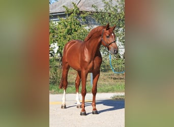 Caballo de deporte alemán, Caballo castrado, 5 años, 170 cm, Alazán