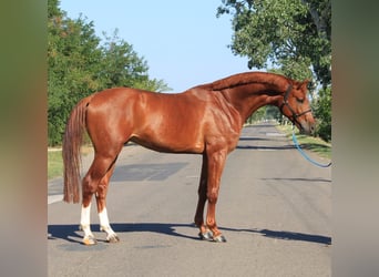 Caballo de deporte alemán, Caballo castrado, 5 años, 170 cm, Alazán