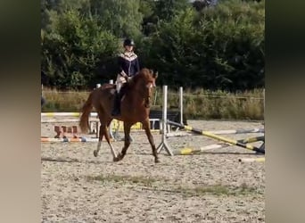 Caballo de deporte alemán, Caballo castrado, 5 años, 170 cm, Alazán