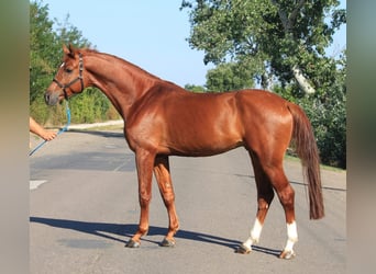 Caballo de deporte alemán, Caballo castrado, 5 años, 170 cm, Alazán