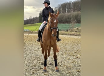 Caballo de deporte alemán, Caballo castrado, 5 años, 170 cm, Alazán