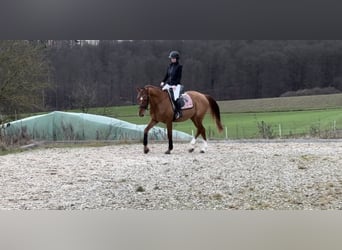 Caballo de deporte alemán, Caballo castrado, 5 años, 170 cm, Alazán