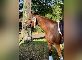 Caballo de deporte alemán, Caballo castrado, 5 años, 170 cm, Alazán-tostado