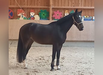 Caballo de deporte alemán, Caballo castrado, 5 años, 170 cm, Castaño