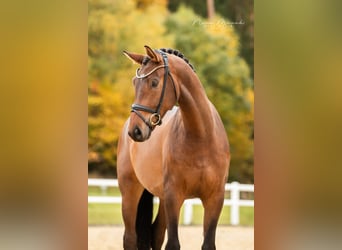 Caballo de deporte alemán, Caballo castrado, 5 años, 170 cm, Castaño