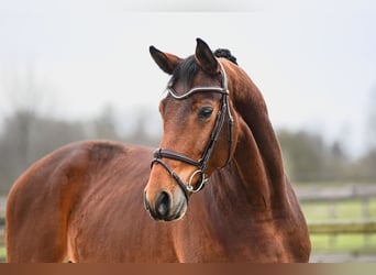 Caballo de deporte alemán, Caballo castrado, 5 años, 170 cm, Castaño