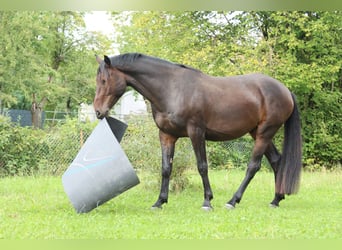 Caballo de deporte alemán, Caballo castrado, 5 años, 170 cm, Castaño oscuro