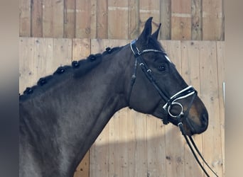 Caballo de deporte alemán, Caballo castrado, 5 años, 170 cm, Castaño oscuro