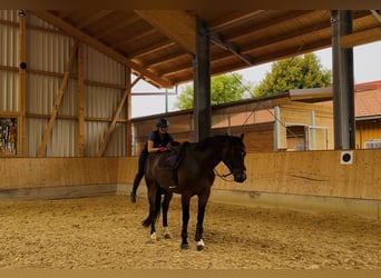 Caballo de deporte alemán, Caballo castrado, 5 años, 170 cm, Castaño oscuro