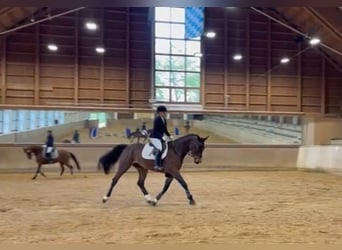 Caballo de deporte alemán, Caballo castrado, 5 años, 170 cm, Castaño oscuro