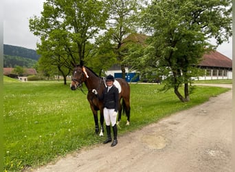 Caballo de deporte alemán, Caballo castrado, 5 años, 170 cm, Castaño oscuro