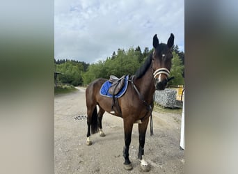 Caballo de deporte alemán, Caballo castrado, 5 años, 170 cm, Castaño oscuro