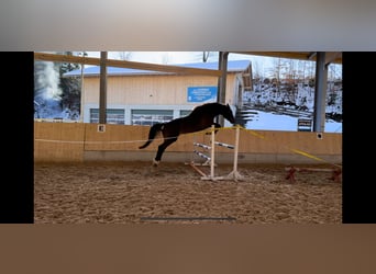 Caballo de deporte alemán, Caballo castrado, 5 años, 170 cm, Castaño oscuro