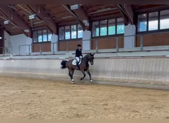 Caballo de deporte alemán, Caballo castrado, 5 años, 170 cm, Castaño oscuro