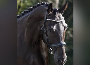 Caballo de deporte alemán, Caballo castrado, 5 años, 170 cm, Negro