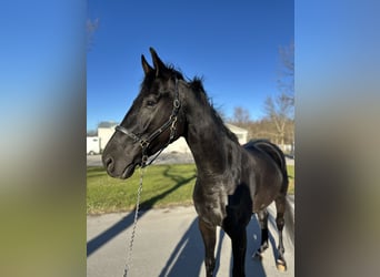 Caballo de deporte alemán, Caballo castrado, 5 años, 170 cm, Negro