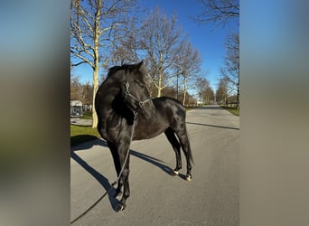 Caballo de deporte alemán, Caballo castrado, 5 años, 170 cm, Negro