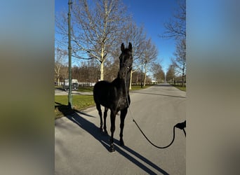 Caballo de deporte alemán, Caballo castrado, 5 años, 170 cm, Negro