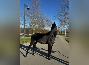 Caballo de deporte alemán, Caballo castrado, 5 años, 170 cm, Negro