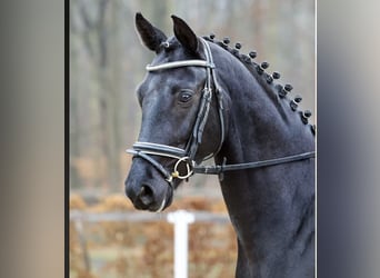 Caballo de deporte alemán, Caballo castrado, 5 años, 170 cm, Negro