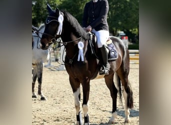 Caballo de deporte alemán, Caballo castrado, 5 años, 170 cm, Pío