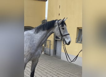 Caballo de deporte alemán, Caballo castrado, 5 años, 170 cm, Tordo