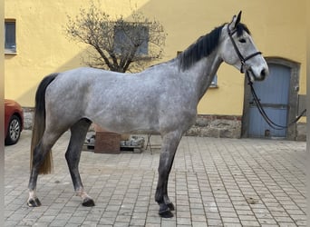 Caballo de deporte alemán, Caballo castrado, 5 años, 170 cm, Tordo
