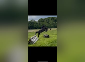 Caballo de deporte alemán, Caballo castrado, 5 años, 170 cm, Tordo