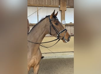 Caballo de deporte alemán, Caballo castrado, 5 años, 171 cm, Castaño