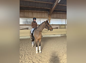 Caballo de deporte alemán, Caballo castrado, 5 años, 171 cm, Castaño