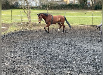 Caballo de deporte alemán, Caballo castrado, 5 años, 171 cm, Castaño