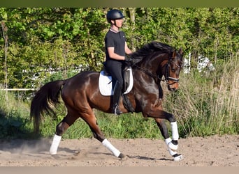 Caballo de deporte alemán, Caballo castrado, 5 años, 171 cm, Castaño