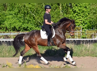 Caballo de deporte alemán, Caballo castrado, 5 años, 171 cm, Castaño