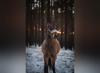 Caballo de deporte alemán, Caballo castrado, 5 años, 171 cm, Castaño