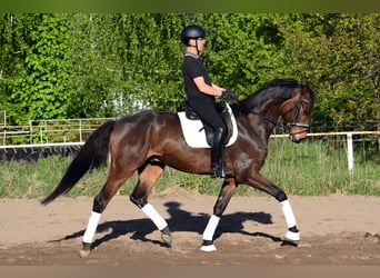Caballo de deporte alemán, Caballo castrado, 5 años, 171 cm, Castaño