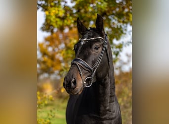 Caballo de deporte alemán, Caballo castrado, 5 años, 171 cm, Castaño oscuro
