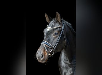Caballo de deporte alemán, Caballo castrado, 5 años, 171 cm, Castaño oscuro