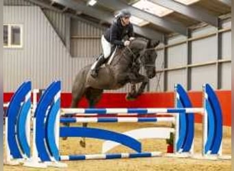 Caballo de deporte alemán, Caballo castrado, 5 años, 171 cm, Negro