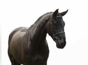 Caballo de deporte alemán, Caballo castrado, 5 años, 171 cm, Negro