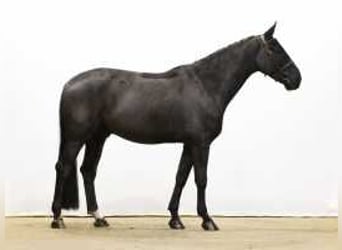 Caballo de deporte alemán, Caballo castrado, 5 años, 171 cm, Negro