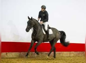 Caballo de deporte alemán, Caballo castrado, 5 años, 171 cm, Negro