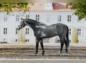 Caballo de deporte alemán, Caballo castrado, 5 años, 171 cm, Tordo